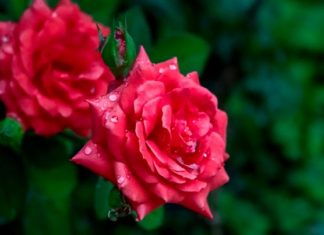 Đâm Rễ Vững Nền